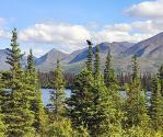 Train to Denali